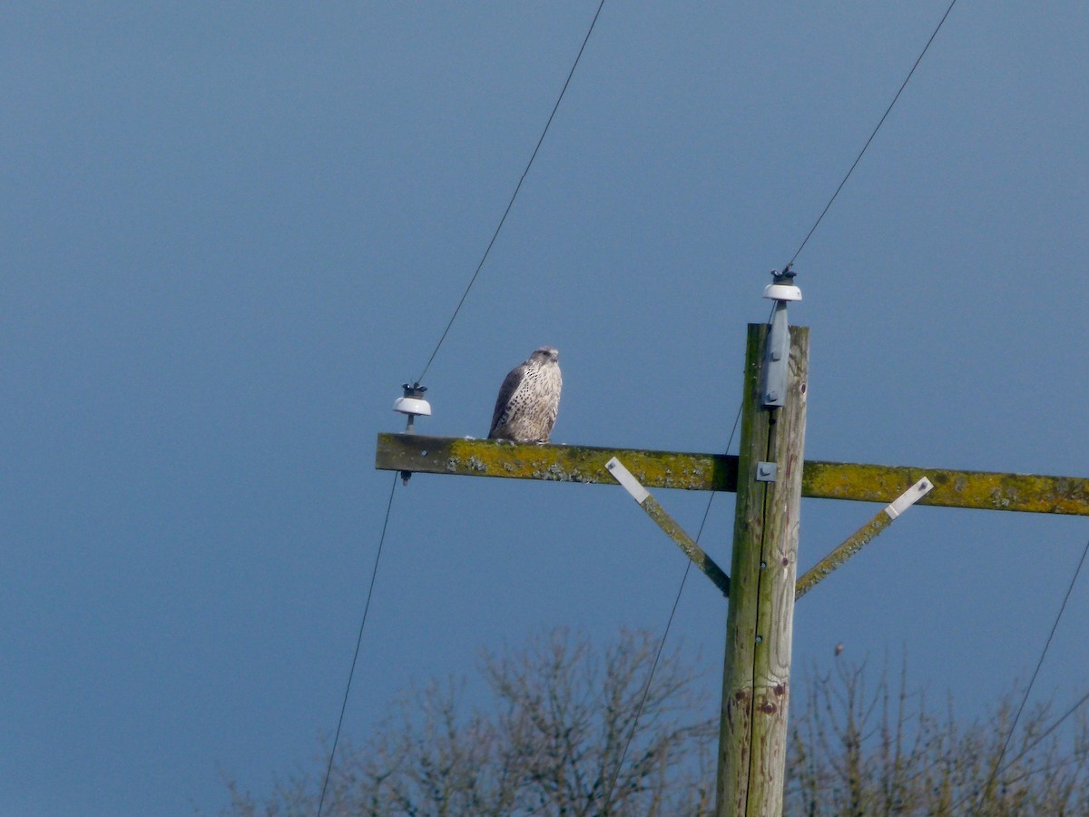 Gyrfalcon - ML640194098