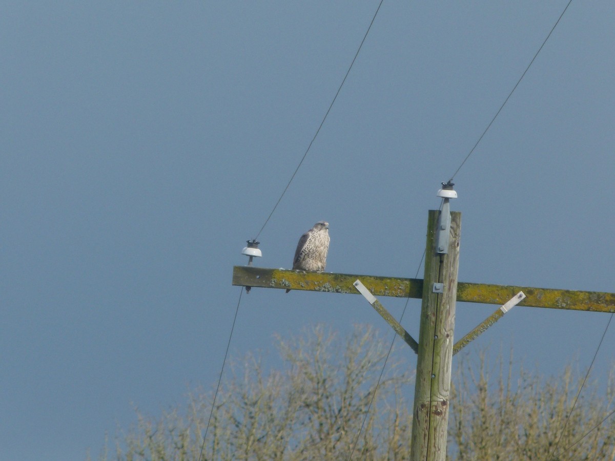 Gyrfalcon - ML640194102