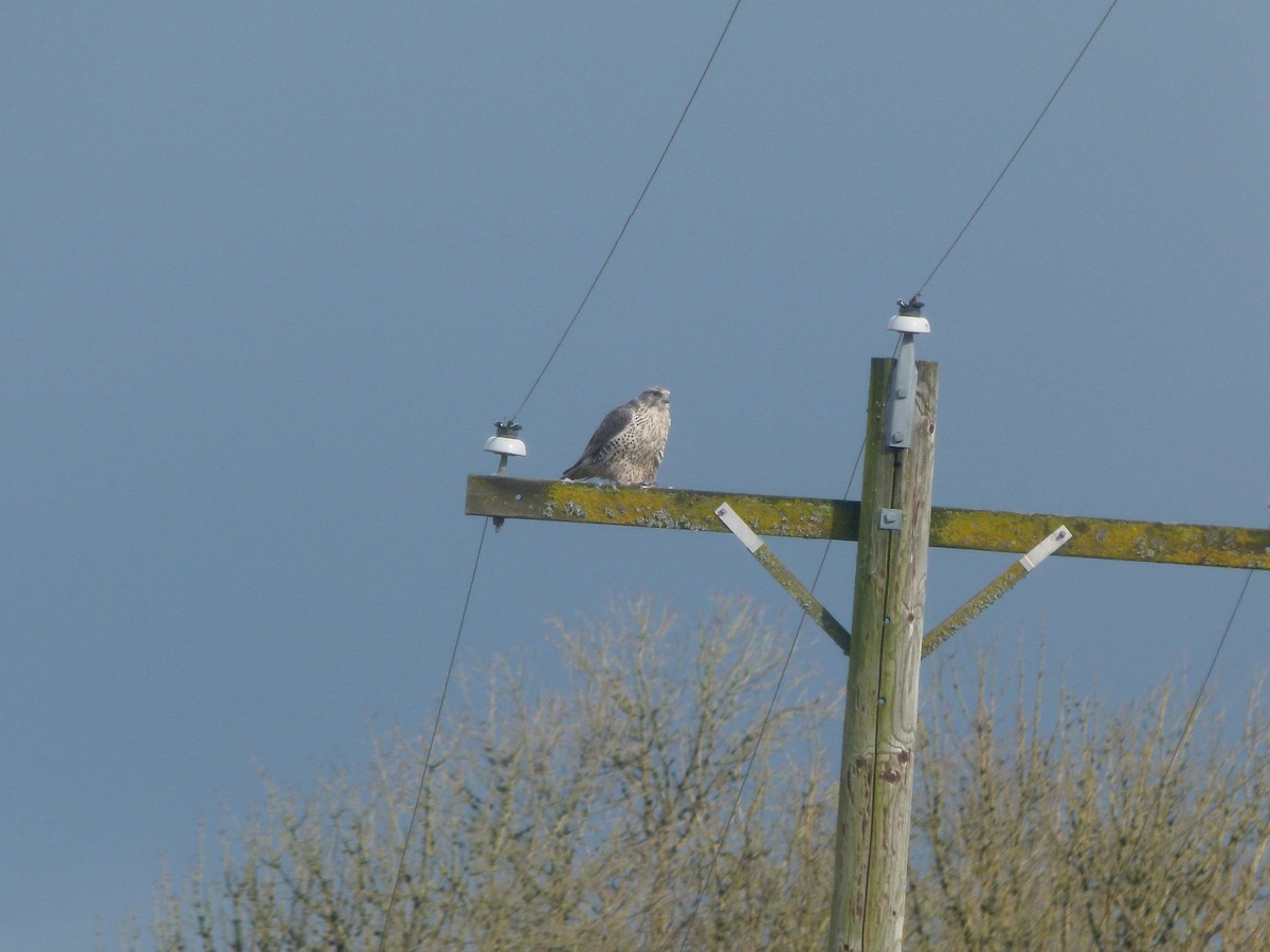 Gyrfalcon - ML640194103