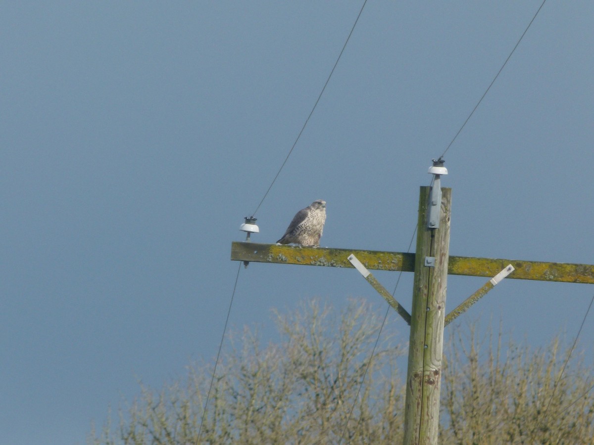 Gyrfalcon - ML640194104