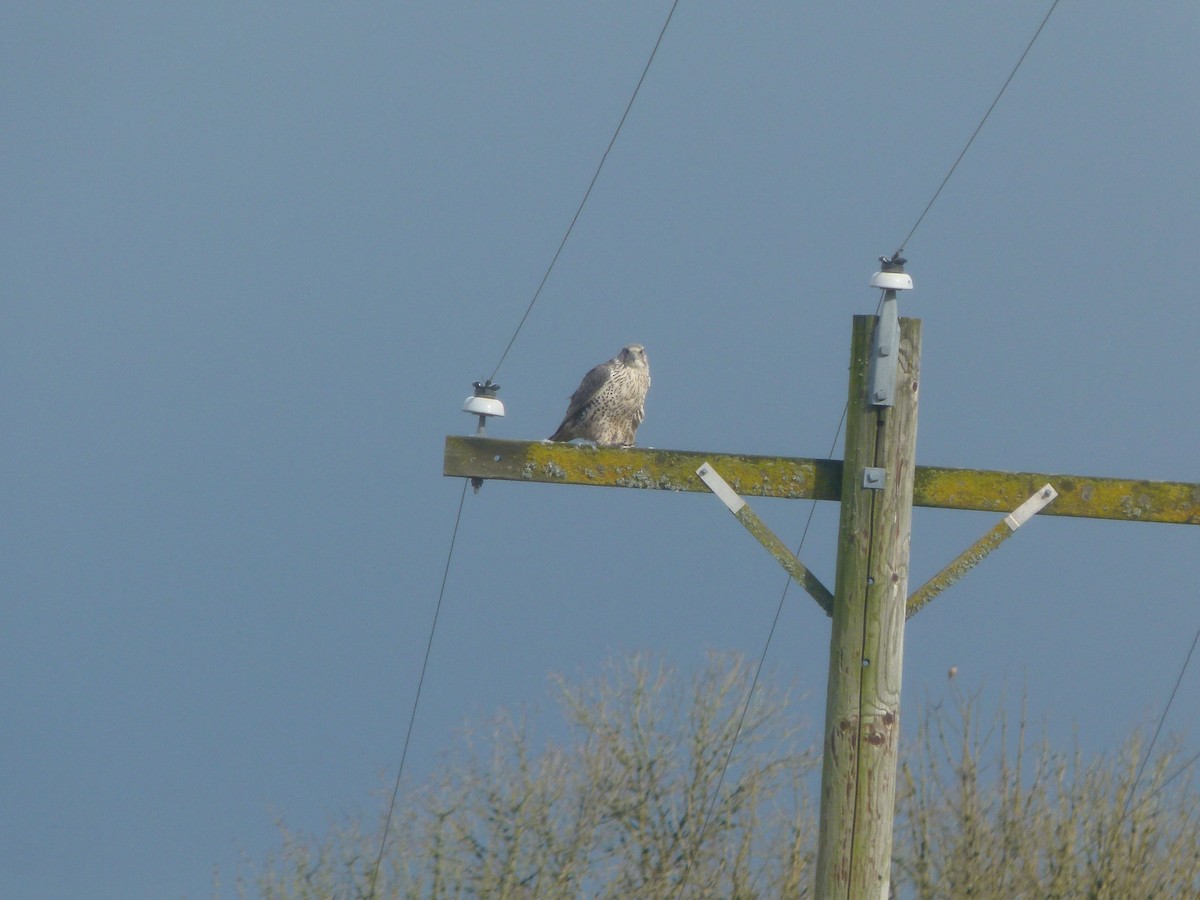 Gyrfalcon - ML640194105