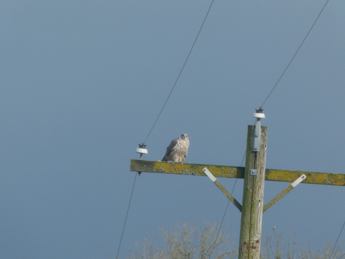 Gyrfalcon - ML640194106
