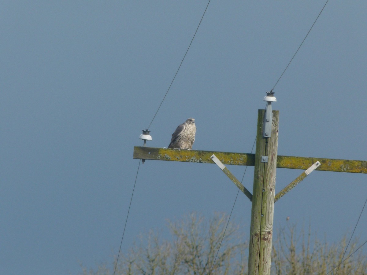 Gyrfalcon - ML640194107