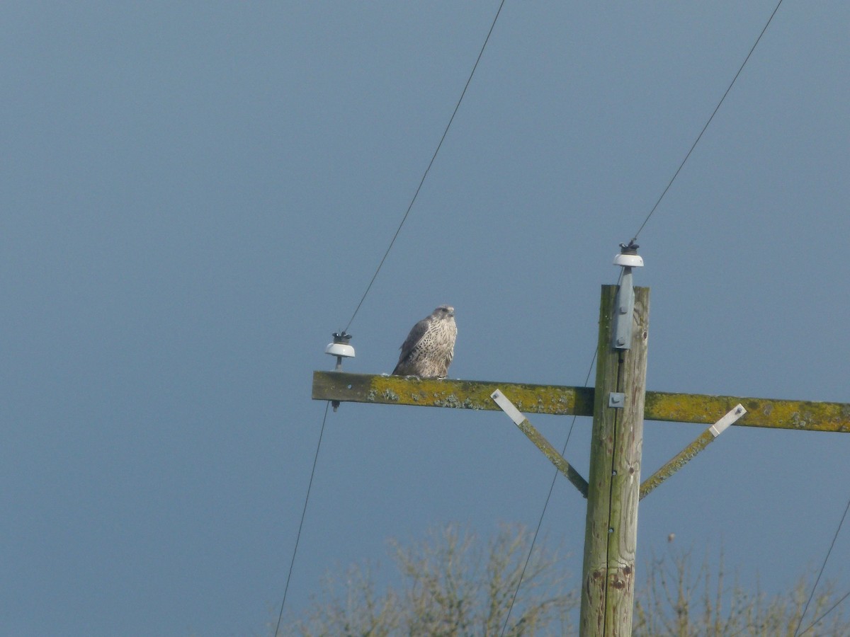 Gyrfalcon - ML640194108