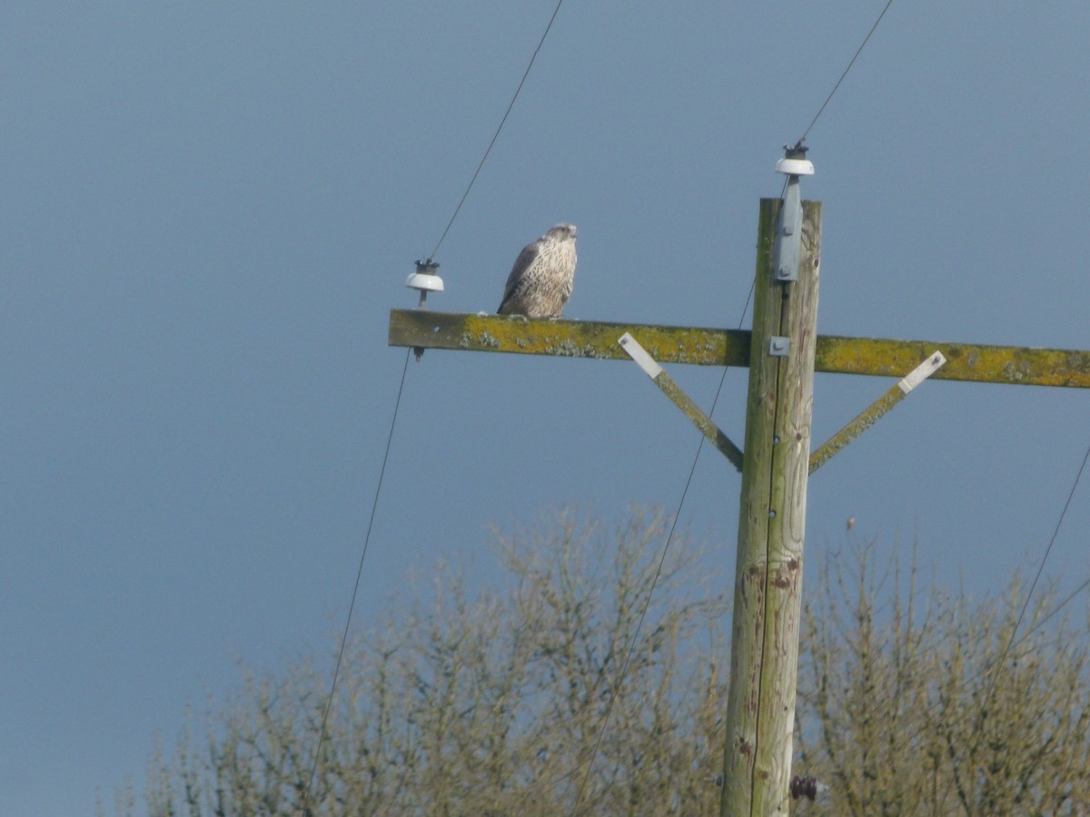 Gyrfalcon - ML640194109