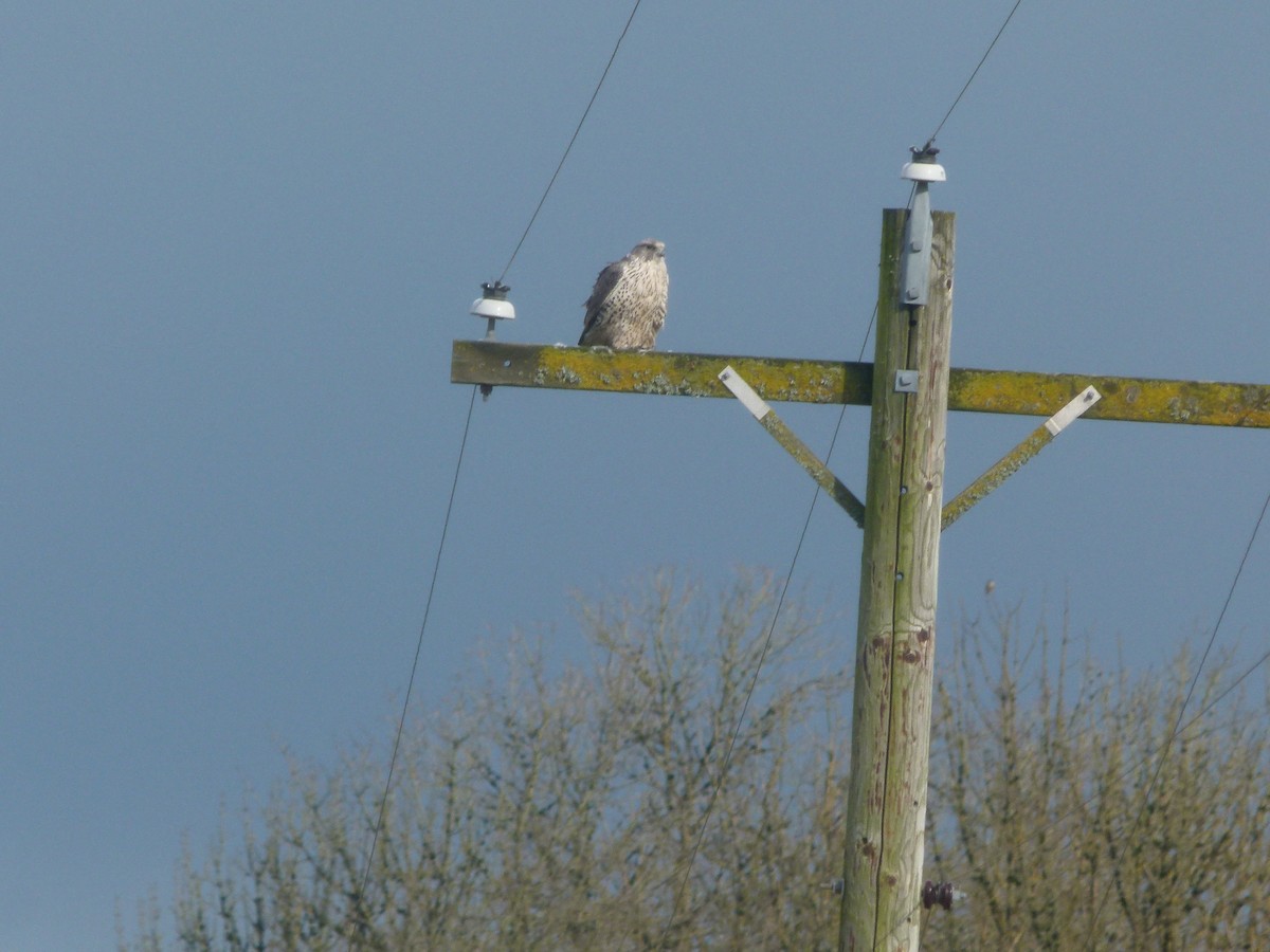Gyrfalcon - ML640194111