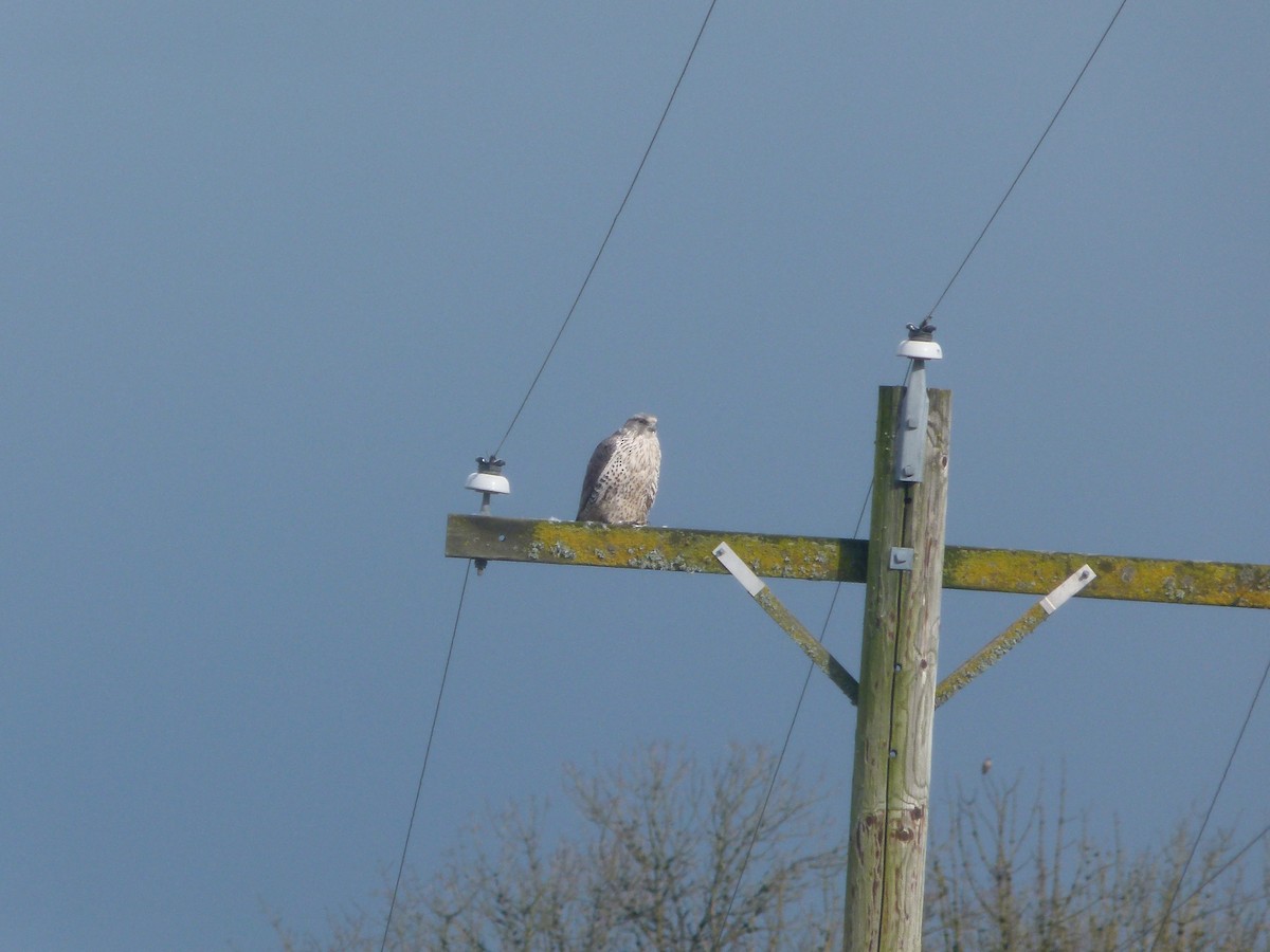 Gyrfalcon - ML640194112