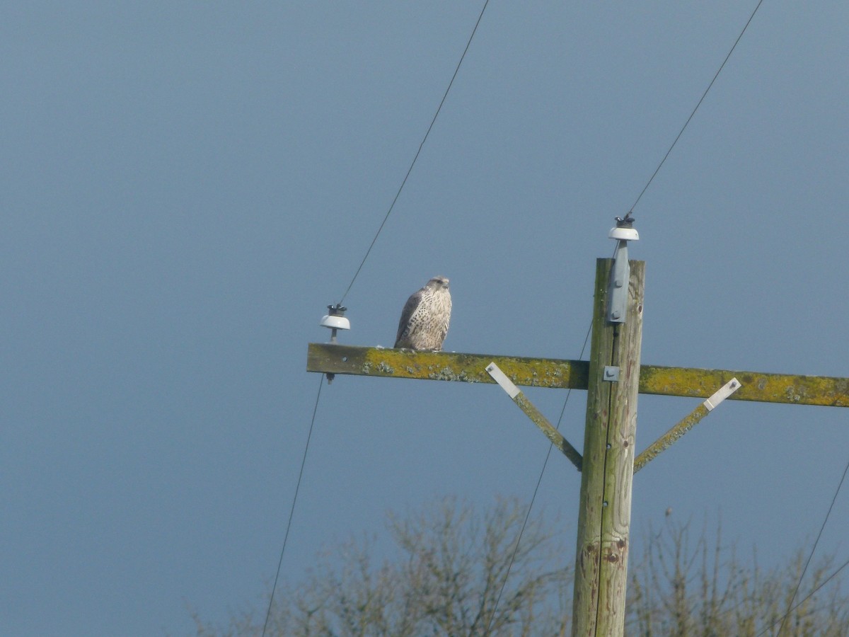 Gyrfalcon - ML640194113
