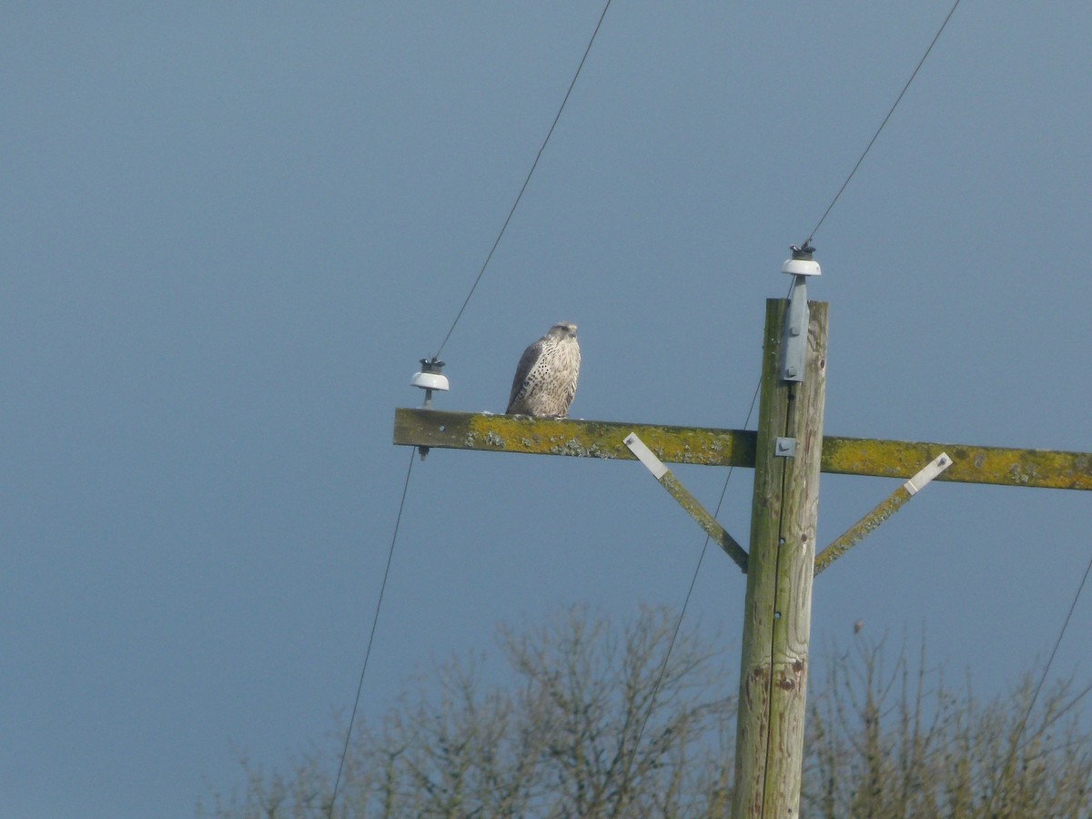 Gyrfalcon - ML640194114