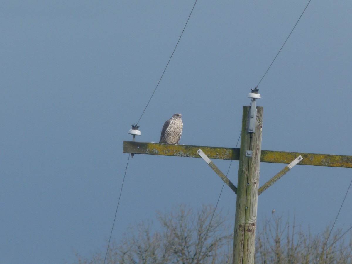 Gyrfalcon - ML640194115