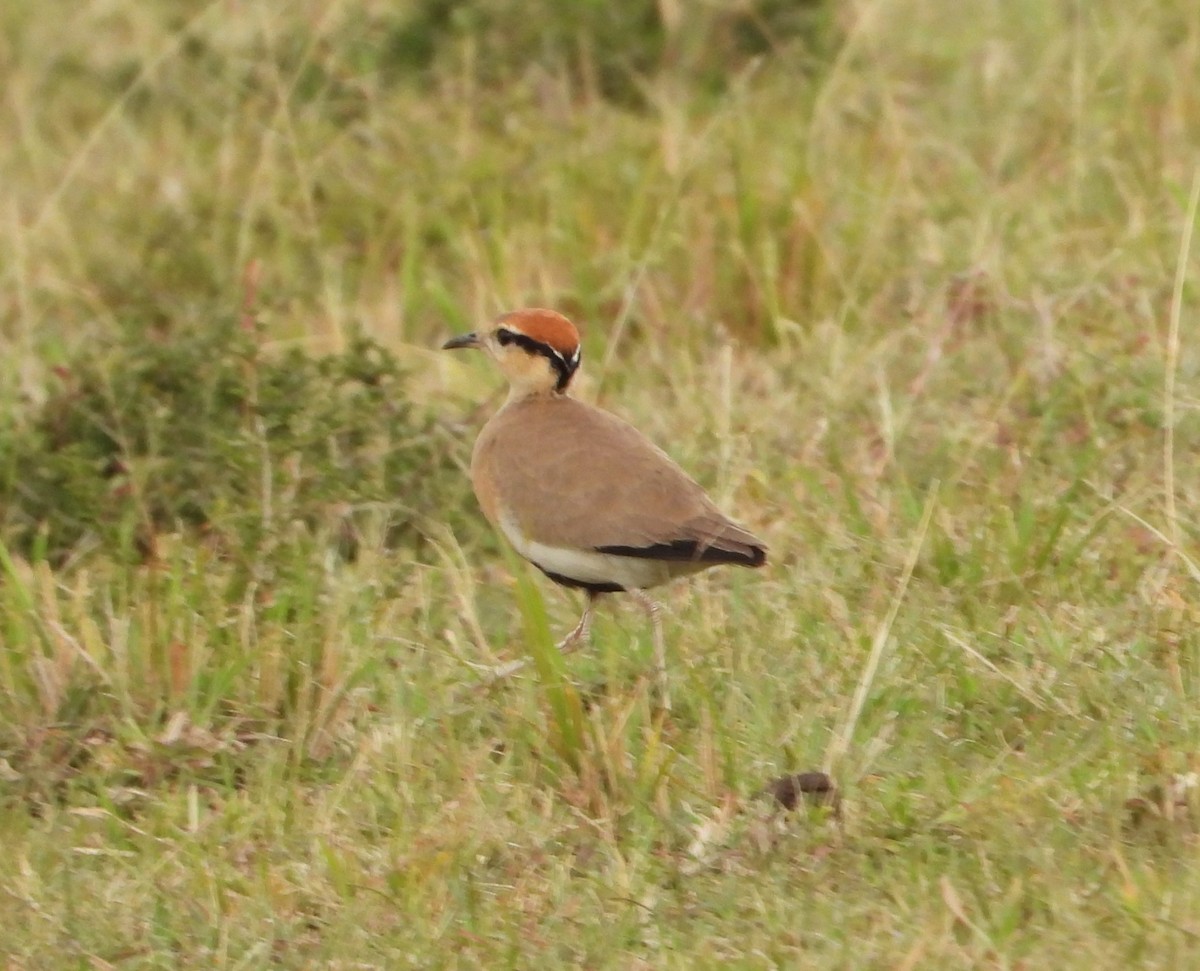 Temminck's Courser - ML640194201