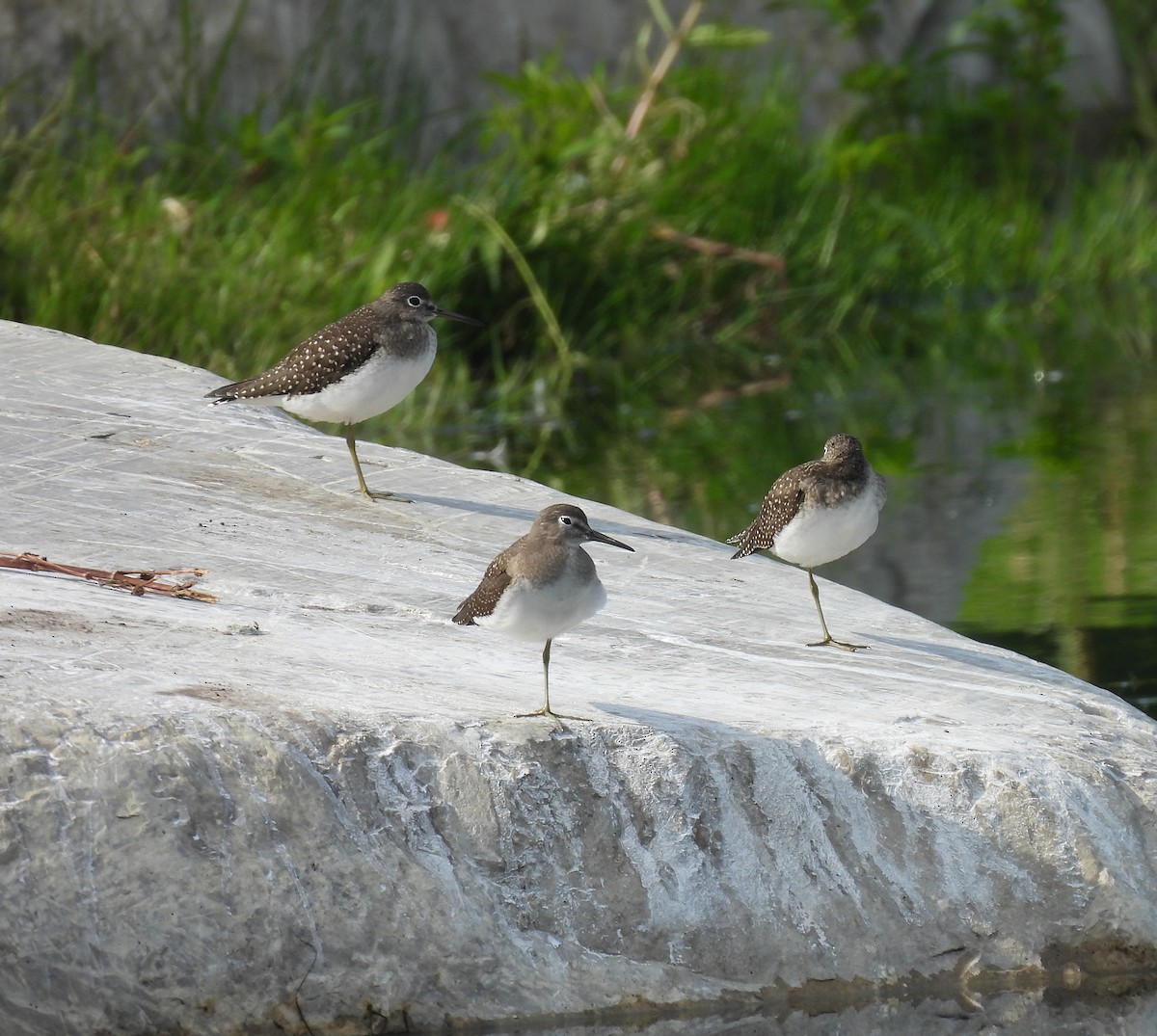 eremittsnipe - ML640194227