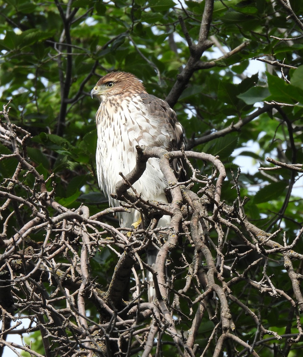 Cooper's Hawk - ML640194239