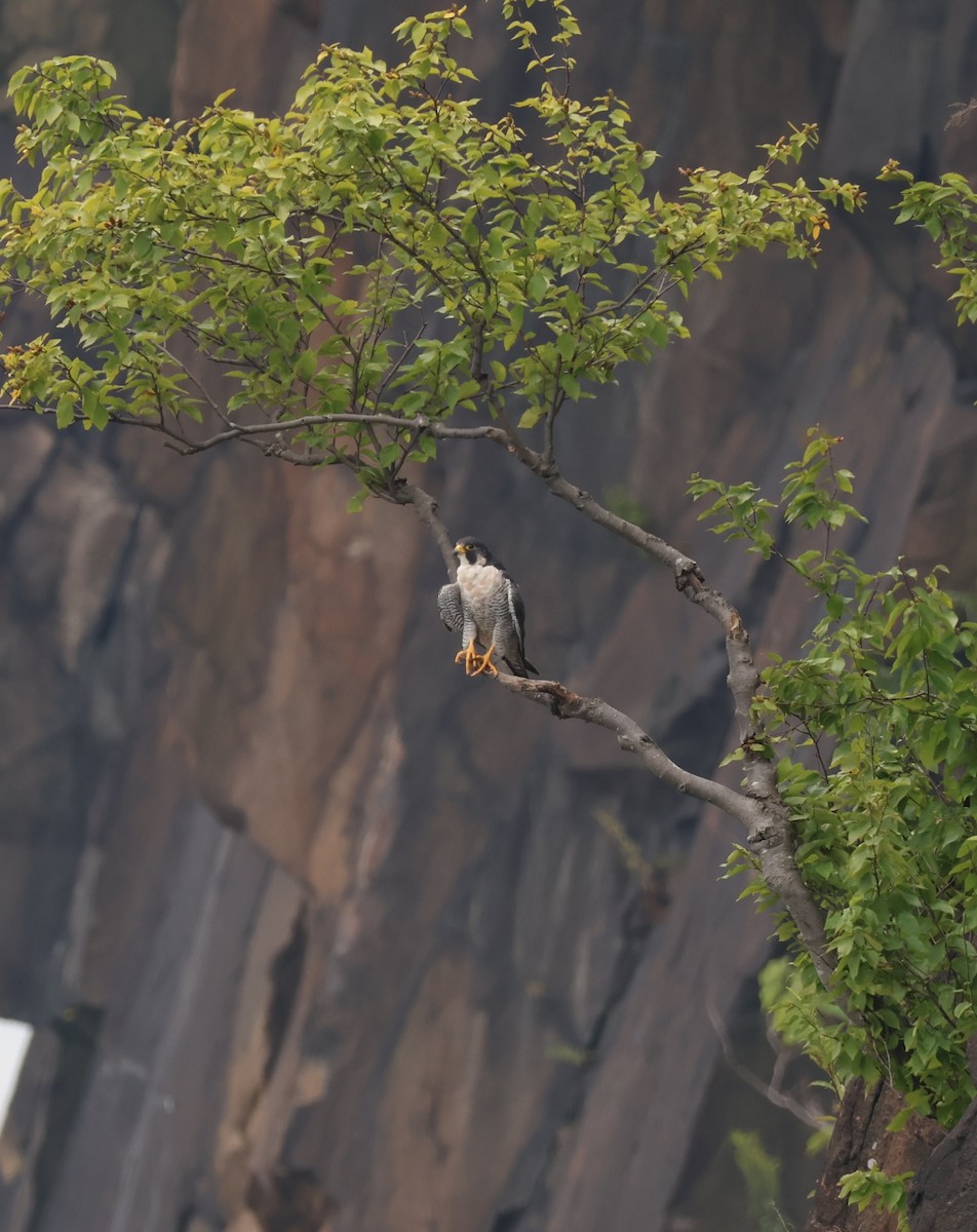 Peregrine Falcon - ML640194263