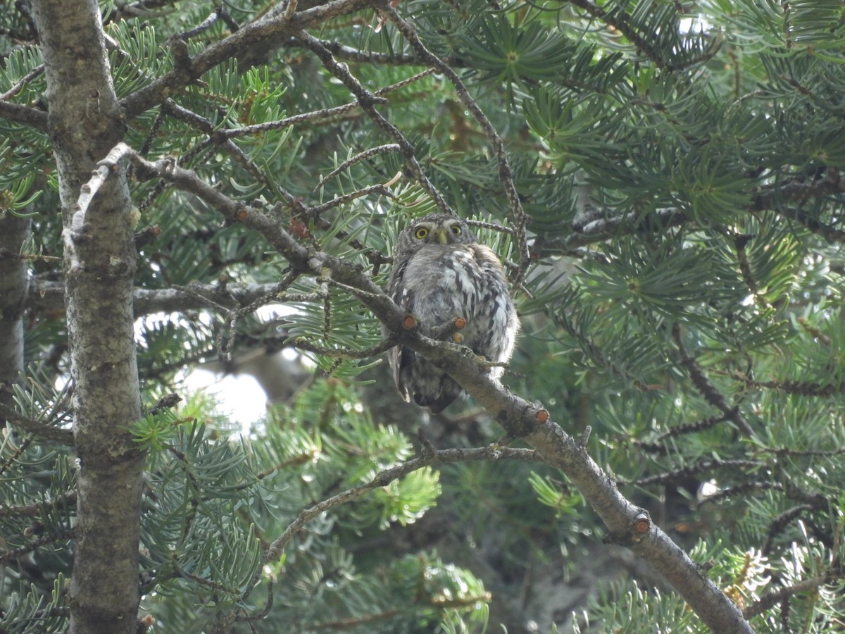 Northern Pygmy-Owl (Rocky Mts.) - ML640194305