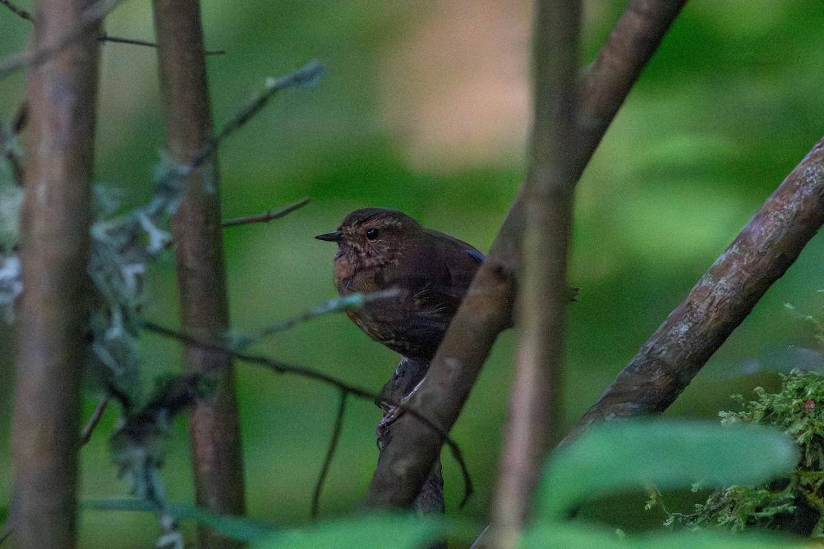 Pacific Wren - ML640194320