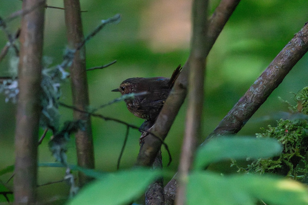 Pacific Wren - ML640194321