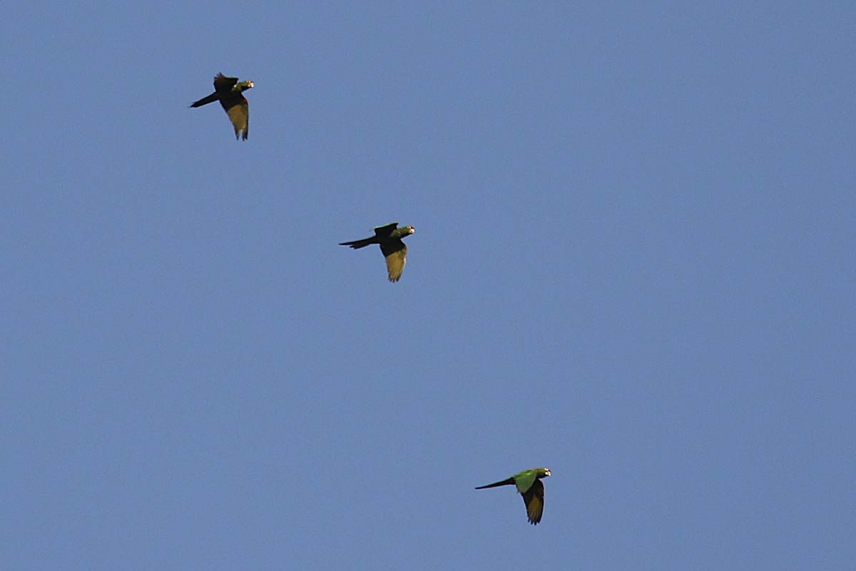 Cordilleran Parakeet - ML640194349