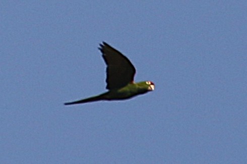 Cordilleran Parakeet - ML640194351