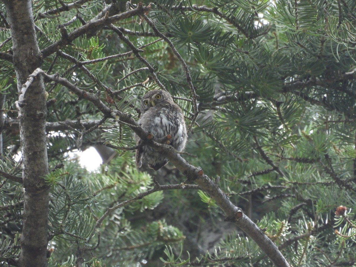 Northern Pygmy-Owl (Rocky Mts.) - ML640194359