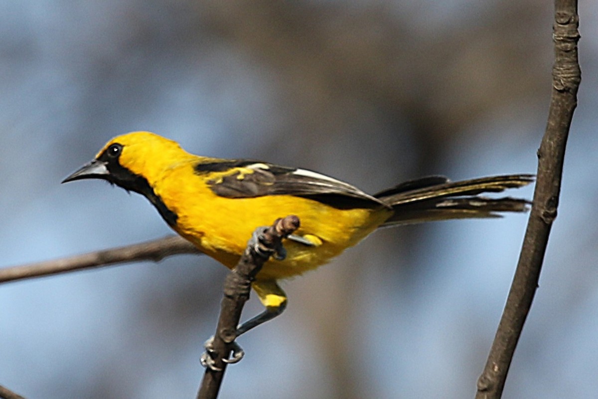 White-edged Oriole - ML640194397