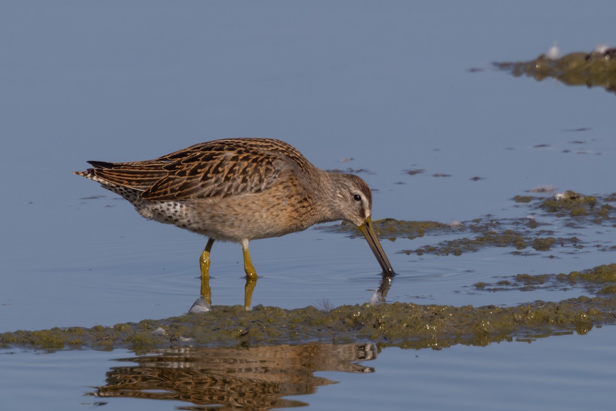 Short-billed Dowitcher - ML640194539
