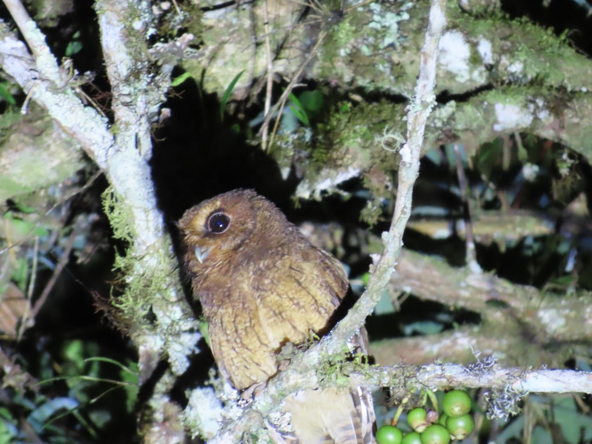 Cinnamon Screech-Owl - ML640194582