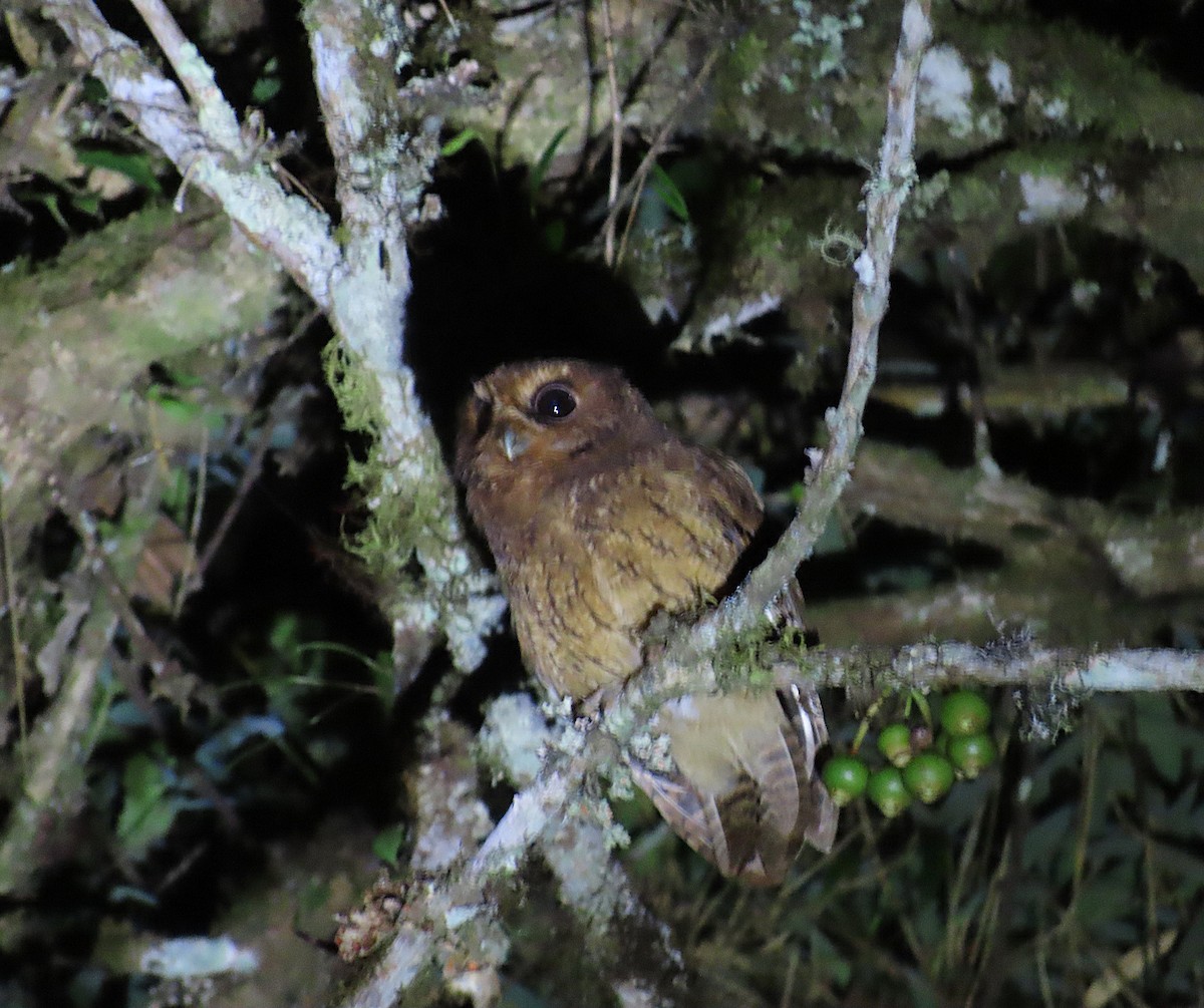 Cinnamon Screech-Owl - ML640194584