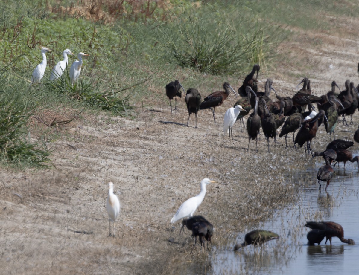 Western Cattle-Egret - ML640194623