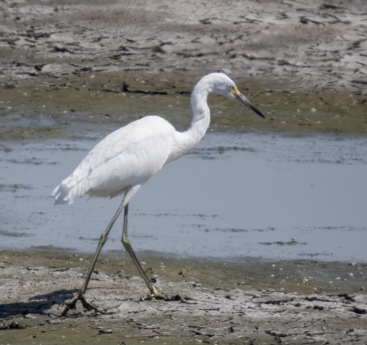 Snowy Egret - ML640194665