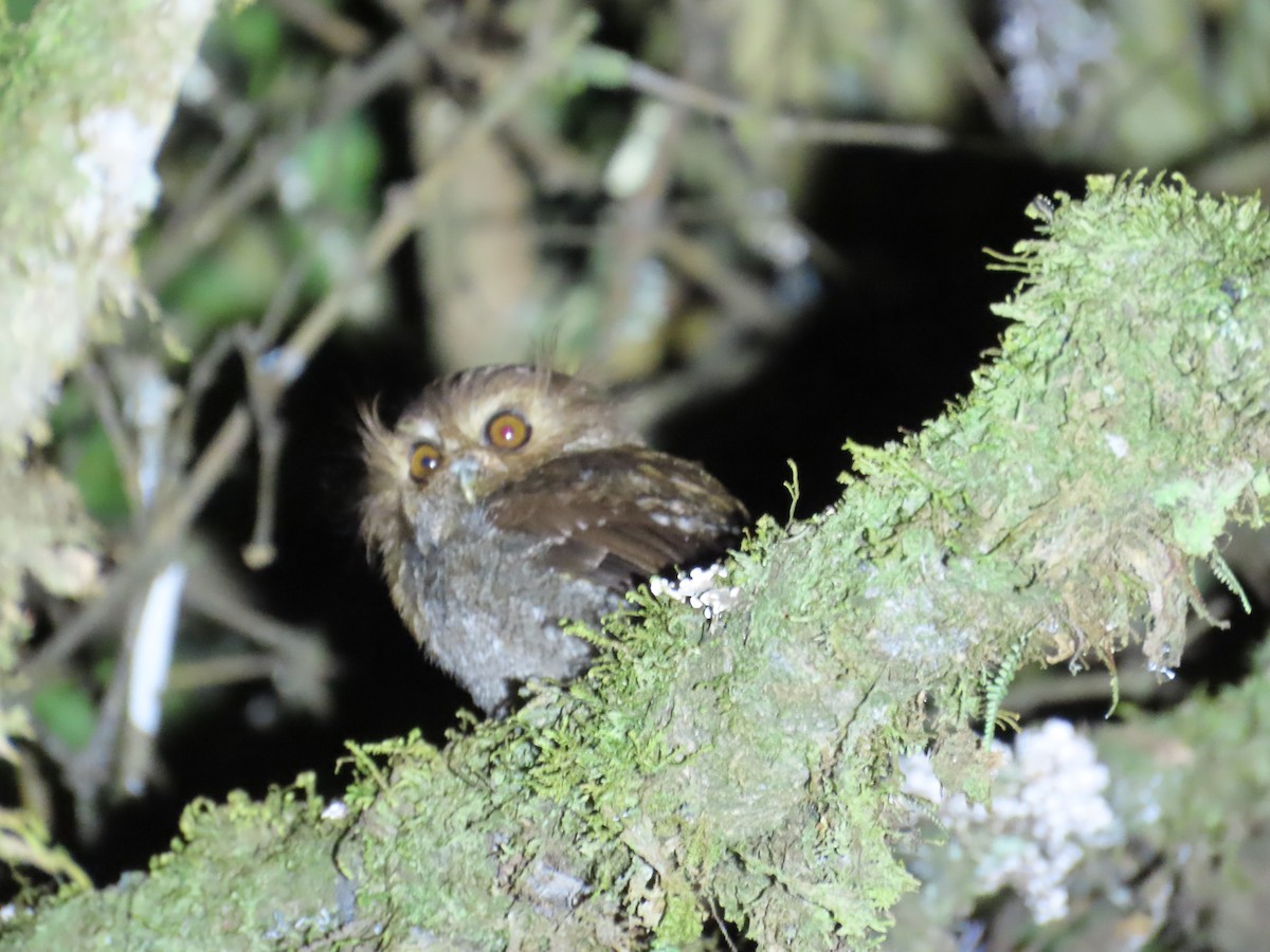 Long-whiskered Owlet - ML640194752