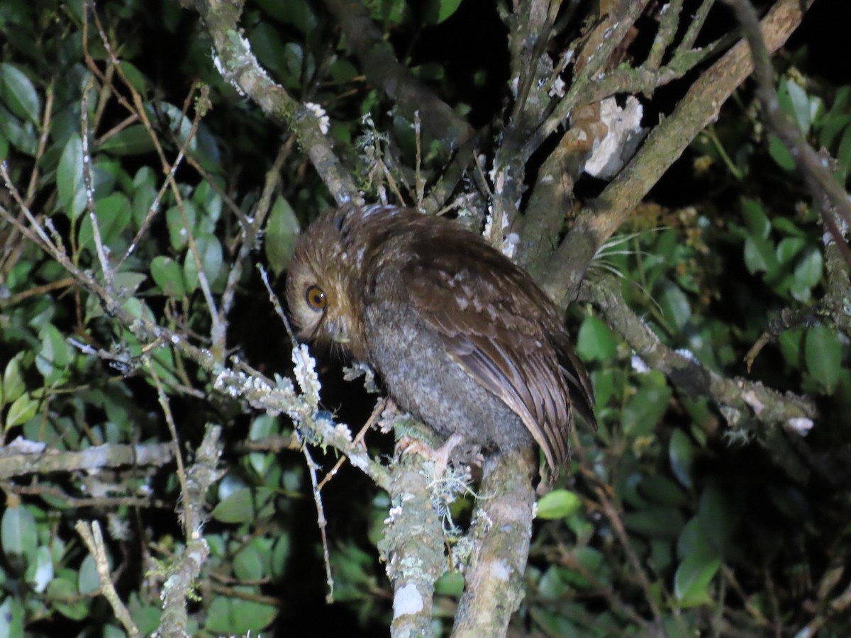 Long-whiskered Owlet - ML640194753
