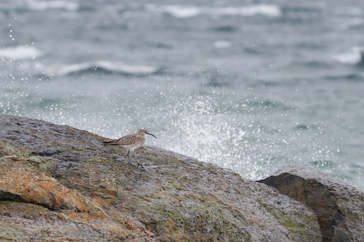 Eurasian Whimbrel - ML640194857