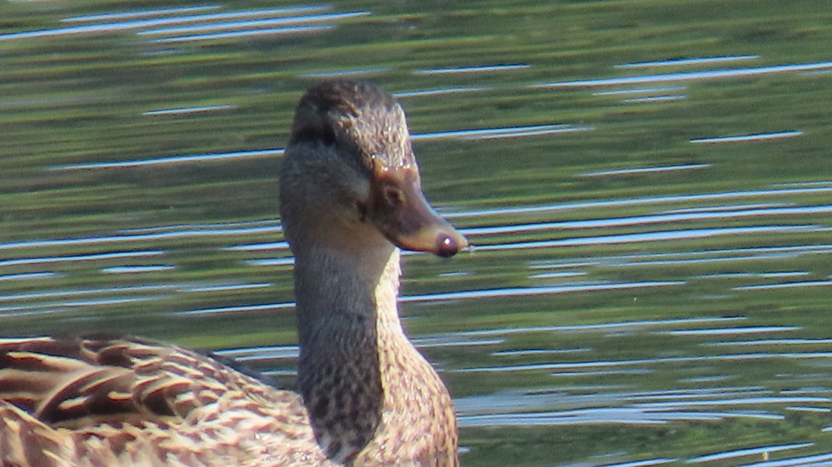 Canard colvert - ML640194930