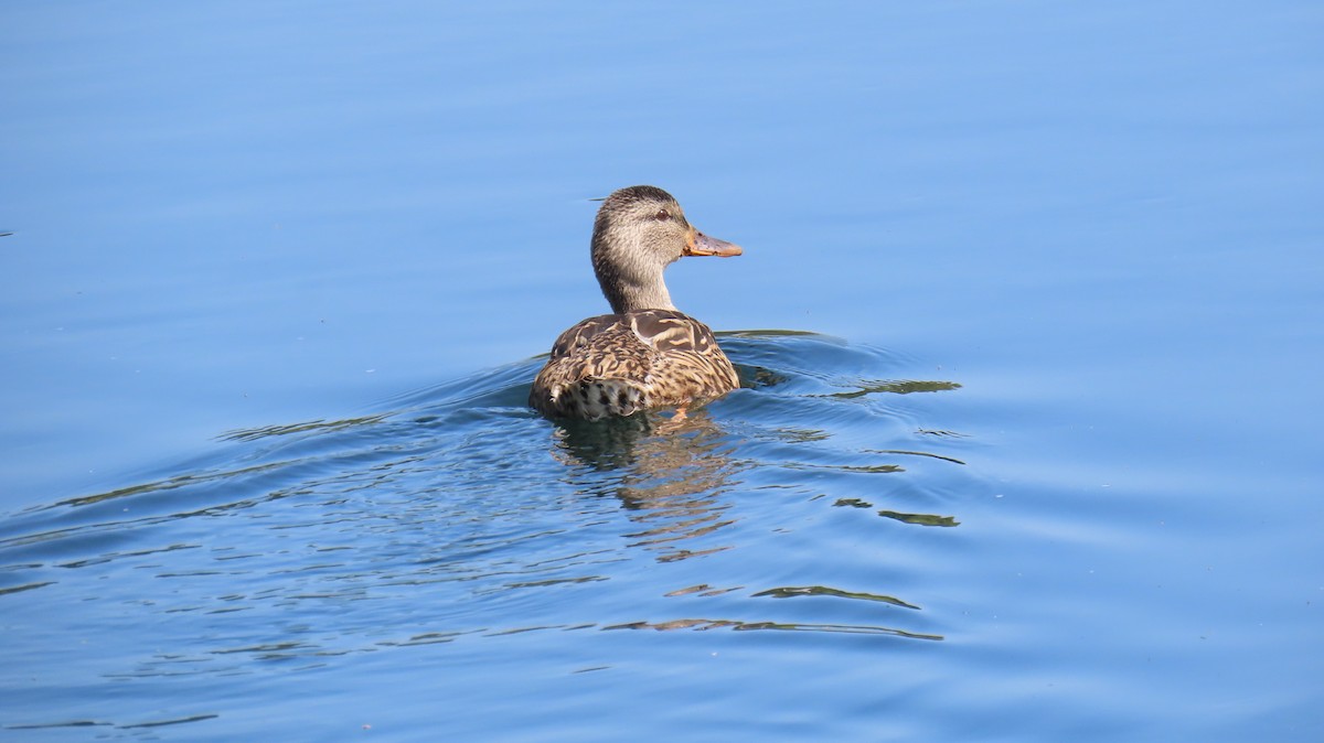 Canard colvert - ML640194950