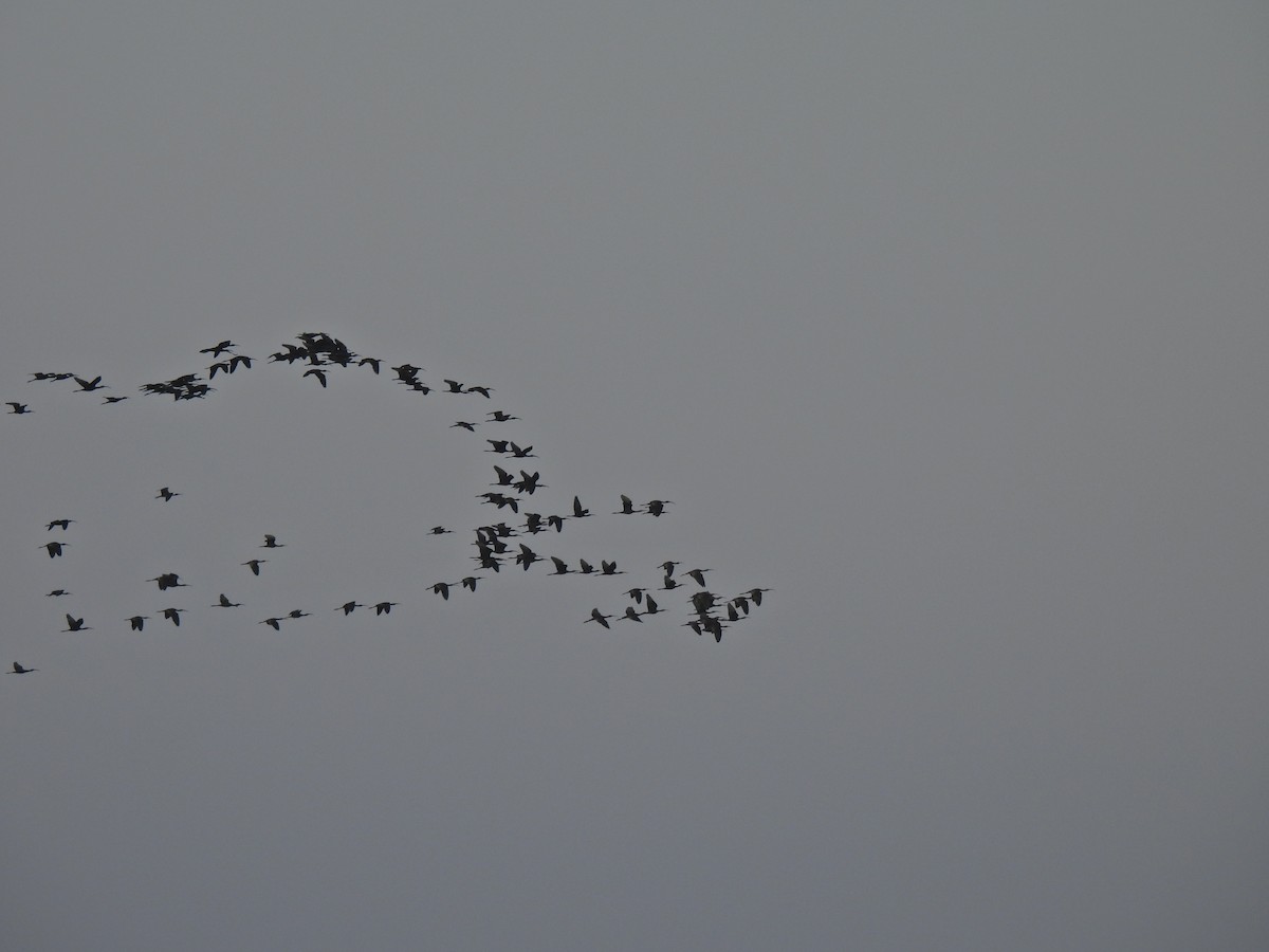 Glossy Ibis - ML640194953