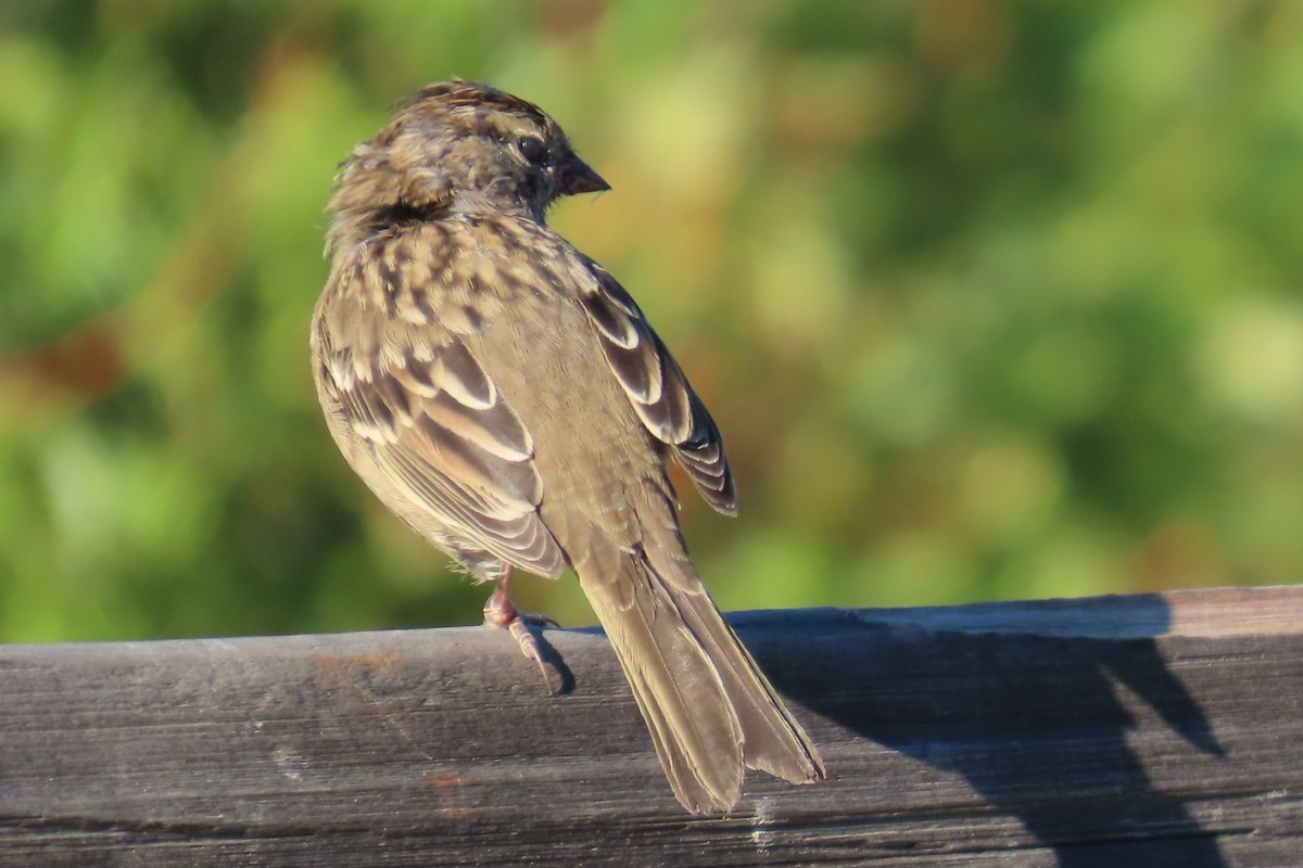 White-crowned Sparrow - ML640194964