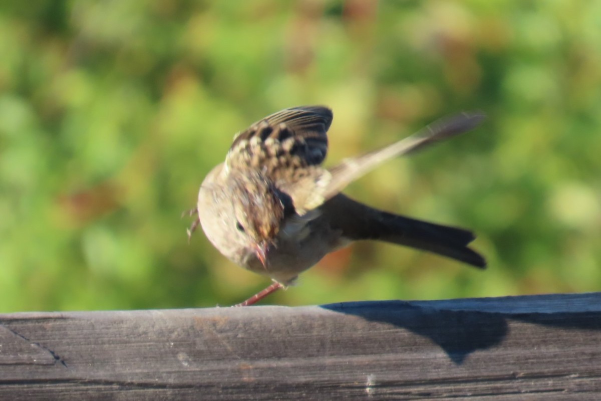 White-crowned Sparrow - ML640194965