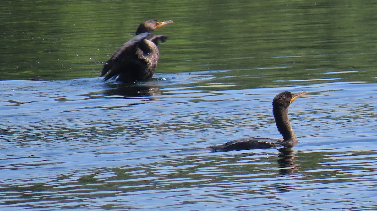 Cormoran à aigrettes - ML640194978