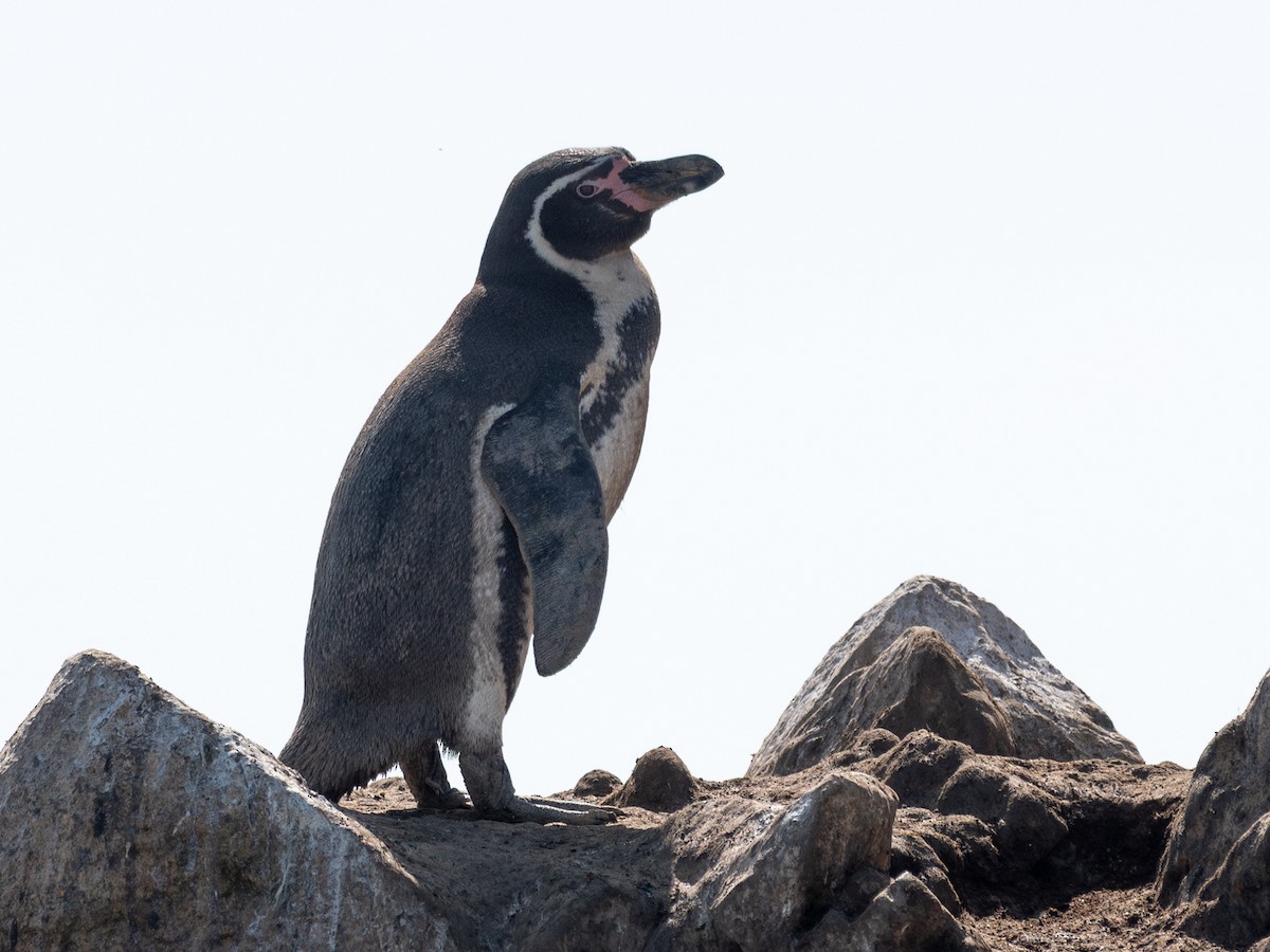 Humboldt Penguin - ML640195141