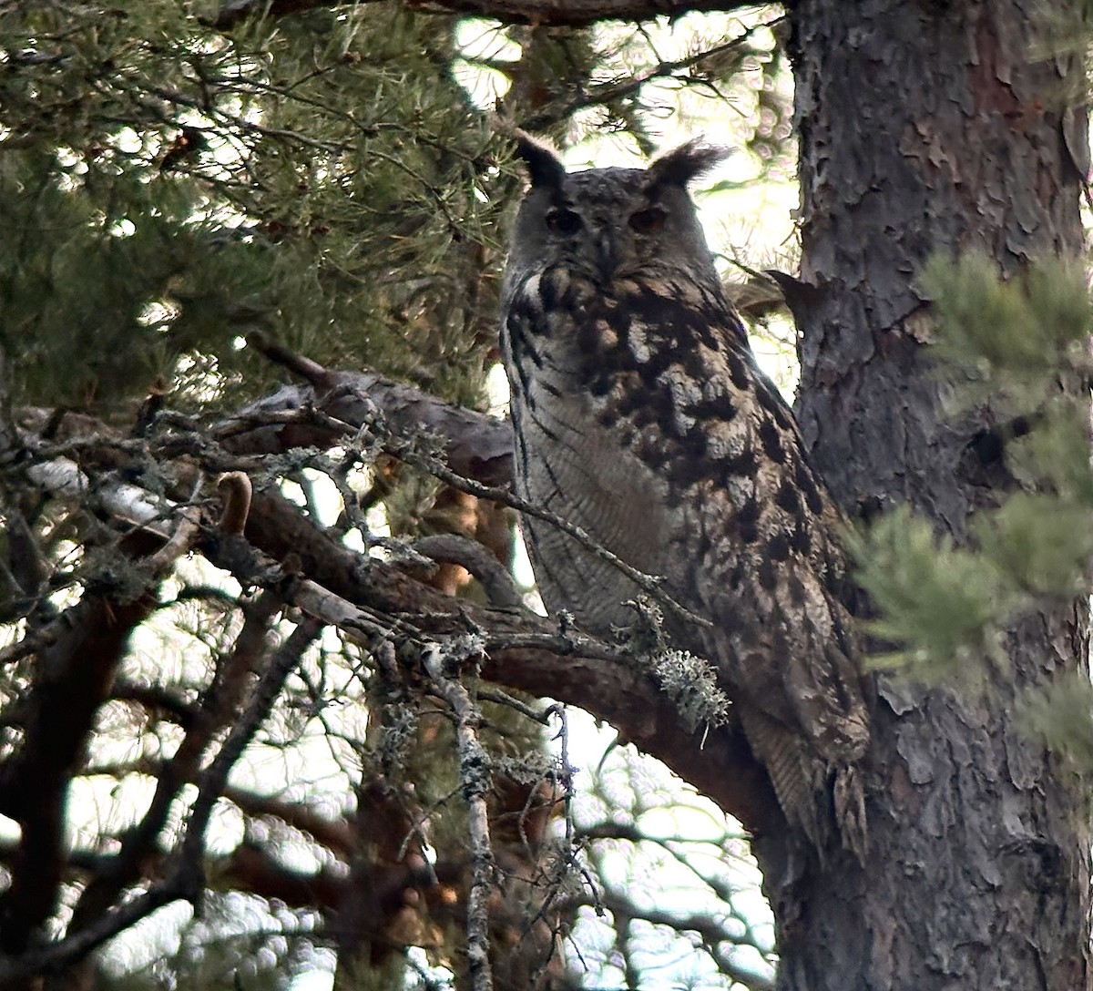 Eurasian Eagle-Owl - ML640195266