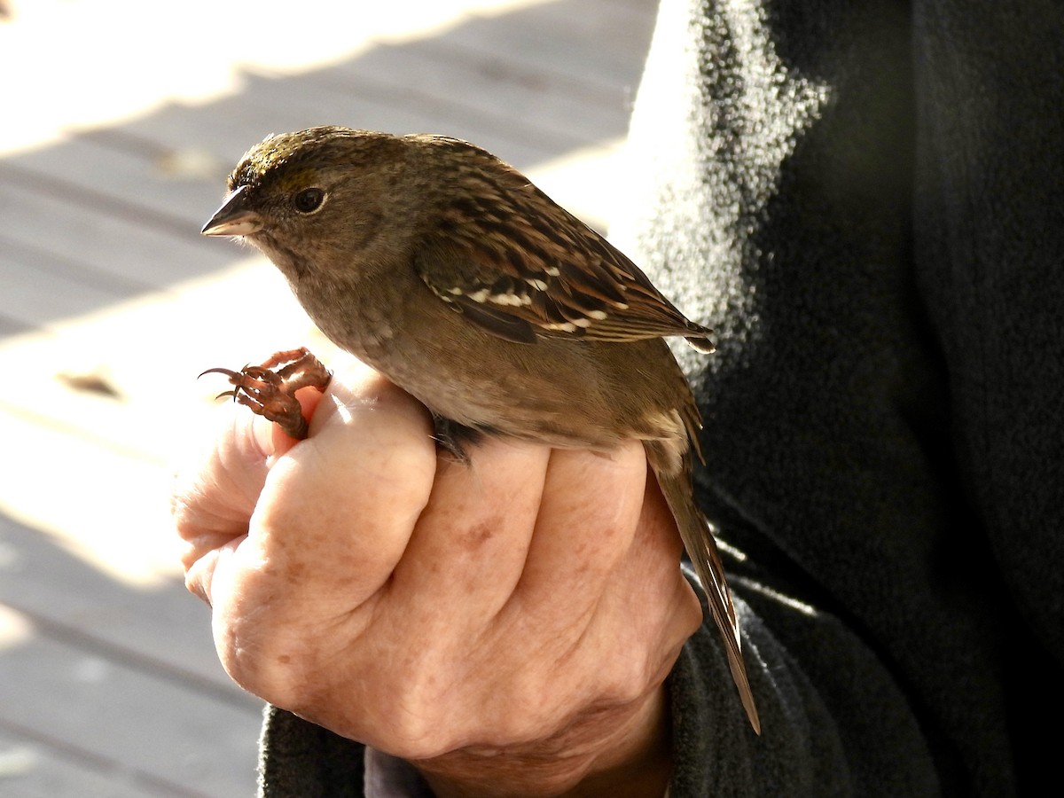 Golden-crowned Sparrow - ML640195377