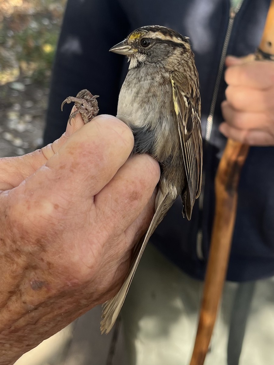 White-throated Sparrow - ML640195396