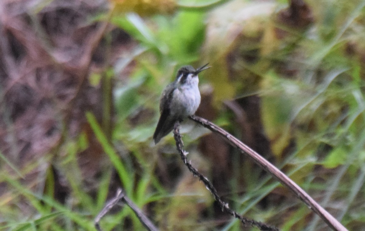 Green-throated Mountain-gem - ML640195455