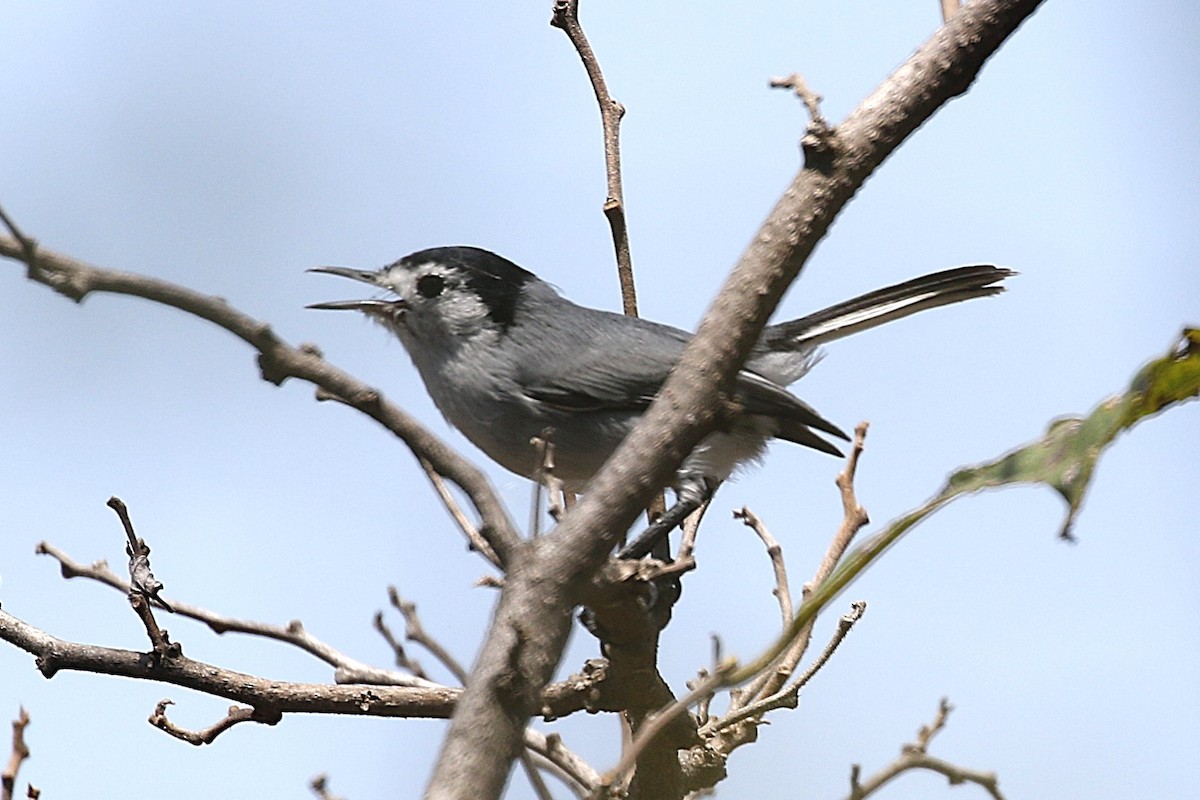 Weißbrauen-Mückenfänger - ML640195456