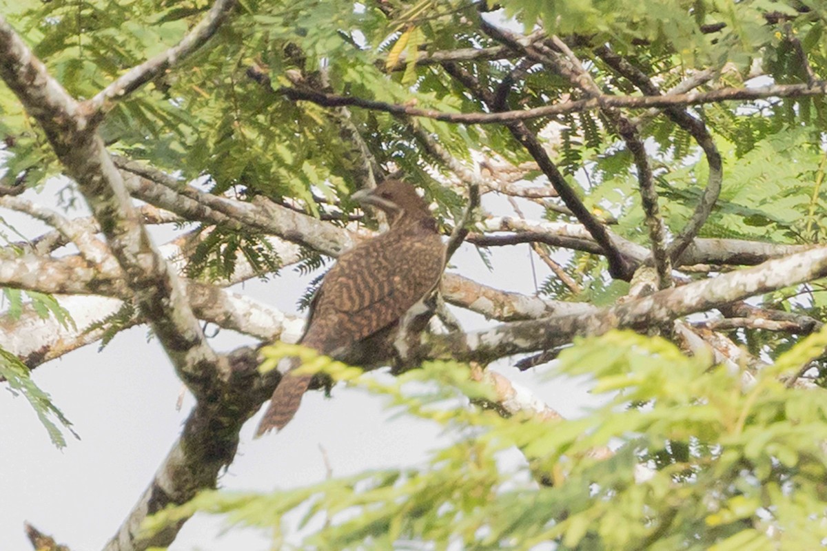 grånebbkoel - ML640195516