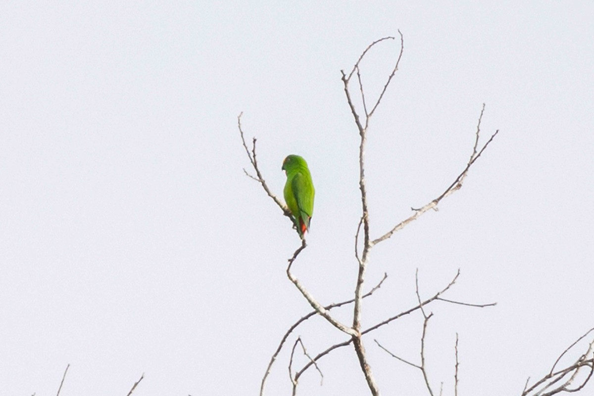 Papuan Hanging-Parrot - ML640195585