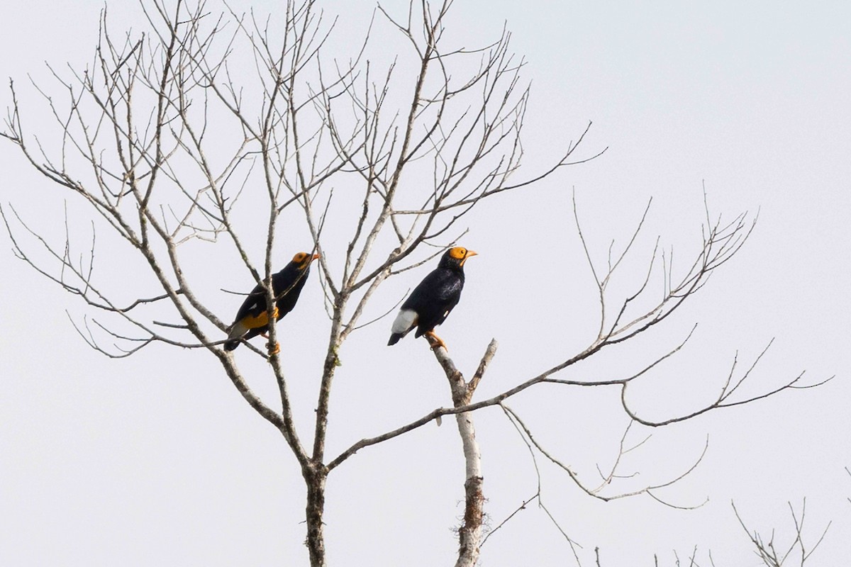 Yellow-faced Myna - ML640195590