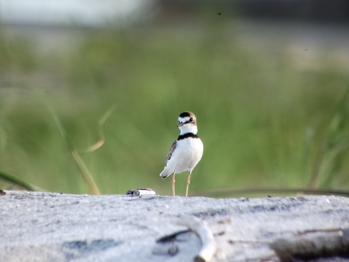 Collared Plover - ML640195653