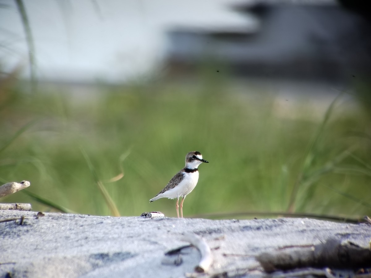 Collared Plover - ML640195654